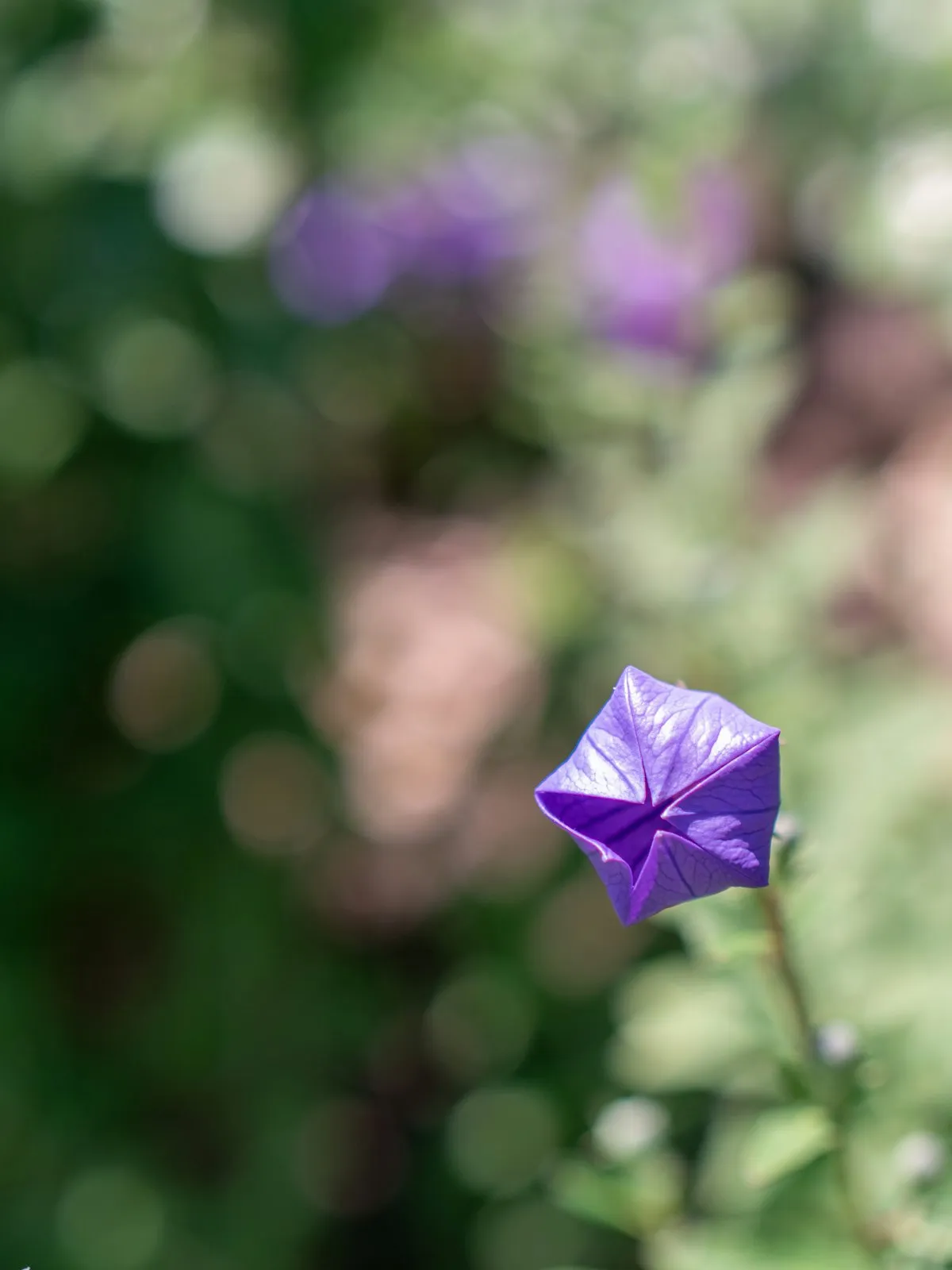 Iriya Asagao Matsuri: Tokyo's Beloved Morning Glory Festival and the Art of Japanese Summer Cool