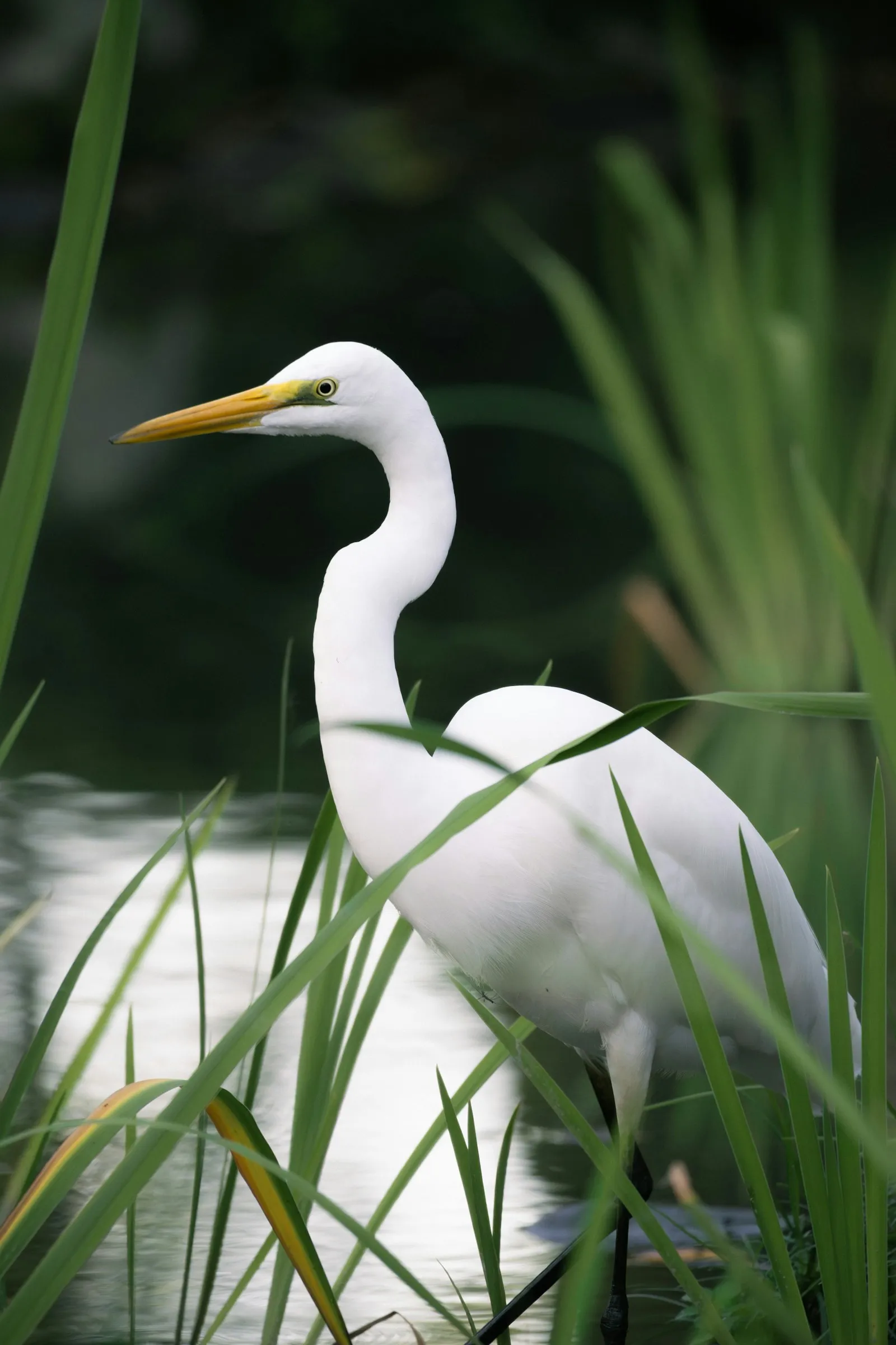 Shirasagi no Mai: The Thousand-Year-Old White Heron Dance of Asakusa