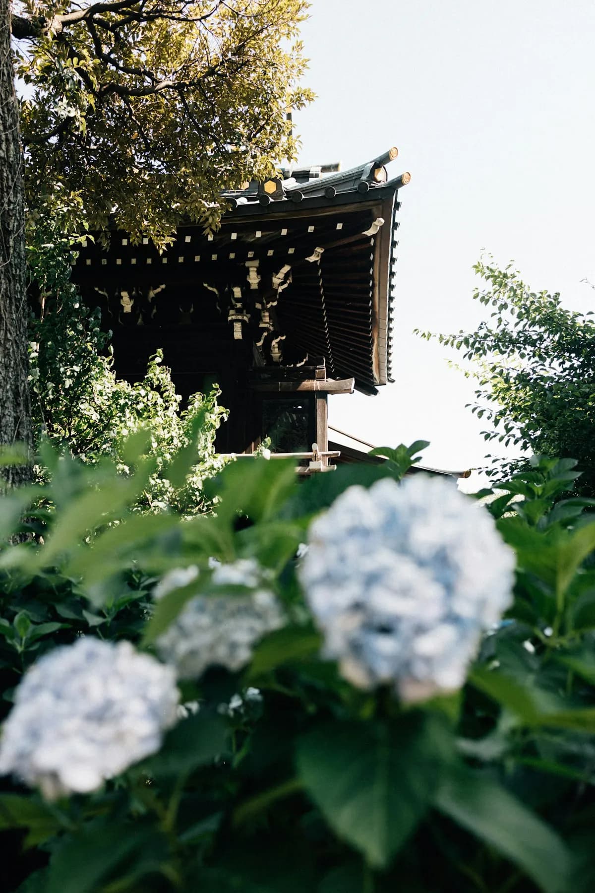 Tokyo Events Guide: June 17-24, 2026 — Hydrangeas, Temple Festivals & Summer Harvest Markets