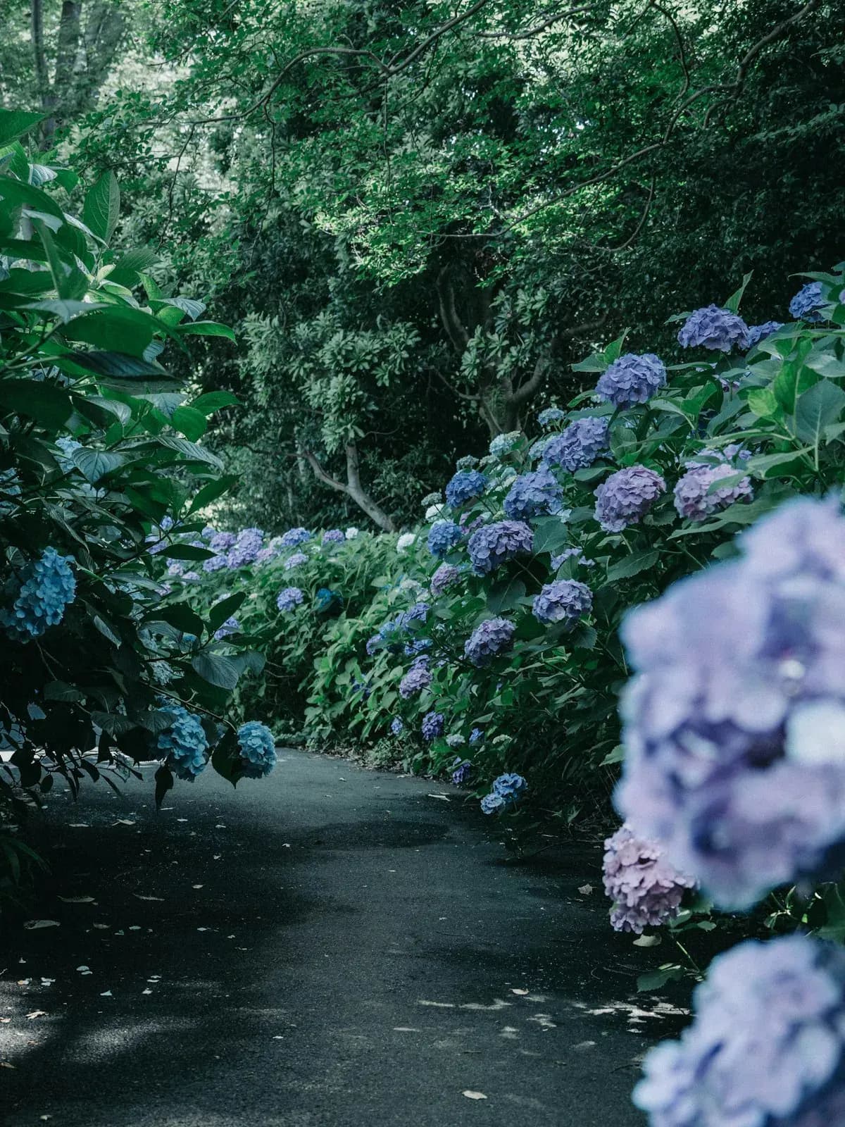Tokyo Events Guide: June 11-18, 2026 — Sake, Hydrangeas & Elegant Fan Games