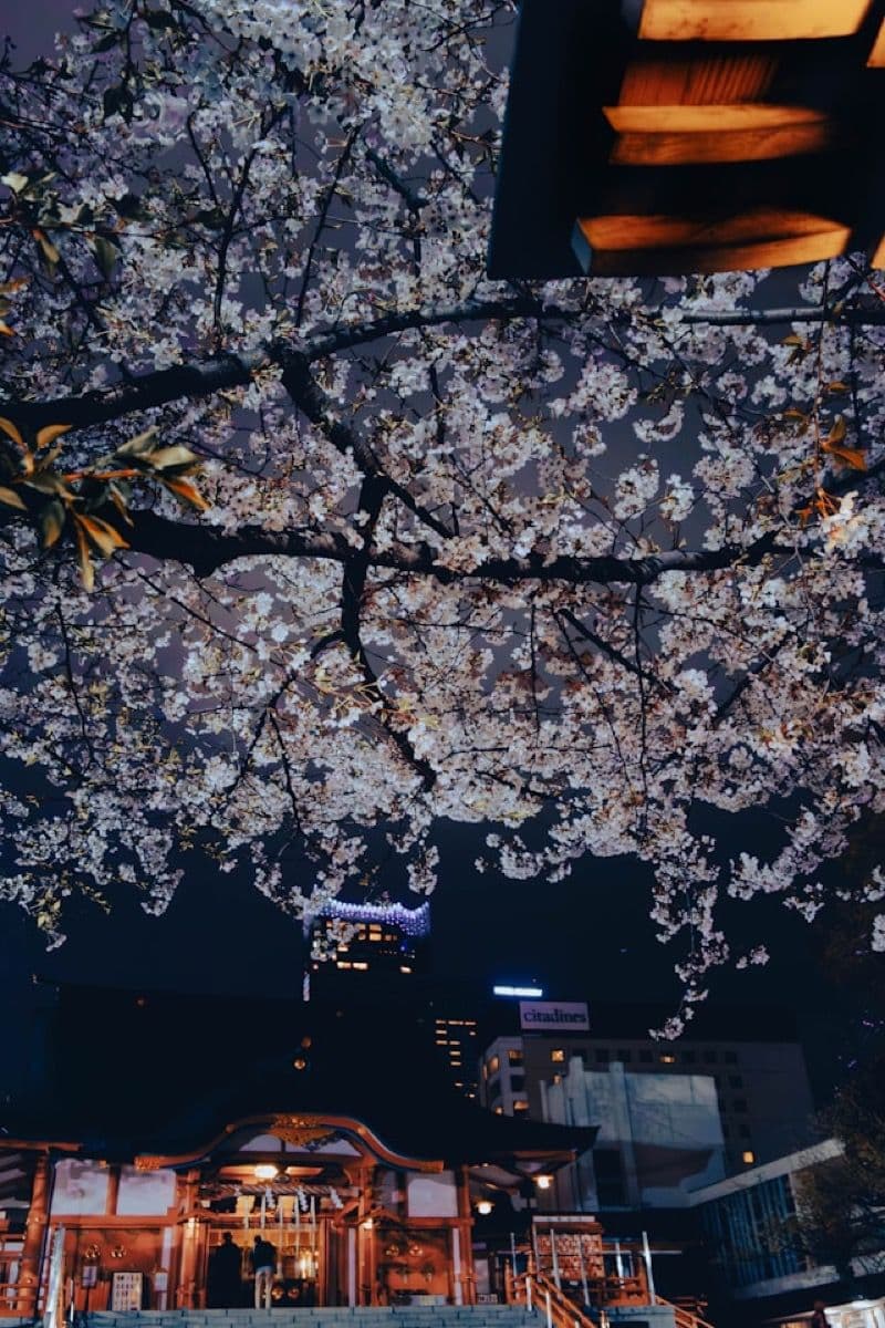 Yozakura: The Magical Art of Night Cherry Blossom Viewing in Asakusa